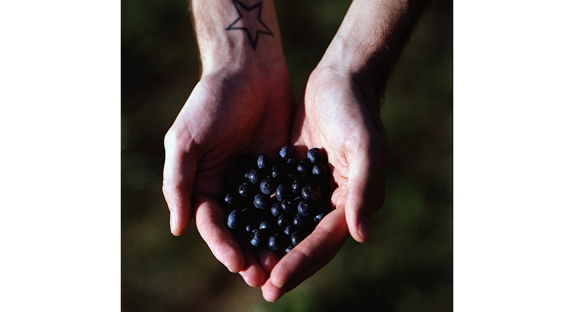 Person holding a handful of fresh blueberries