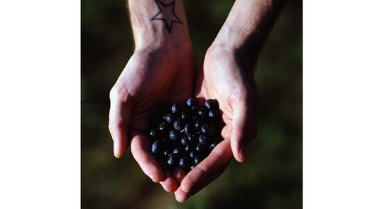 Person holding a handful of fresh blueberries