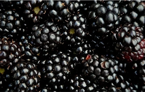 Why You Need to Stop Fearing Fruit Sugar | Switchback